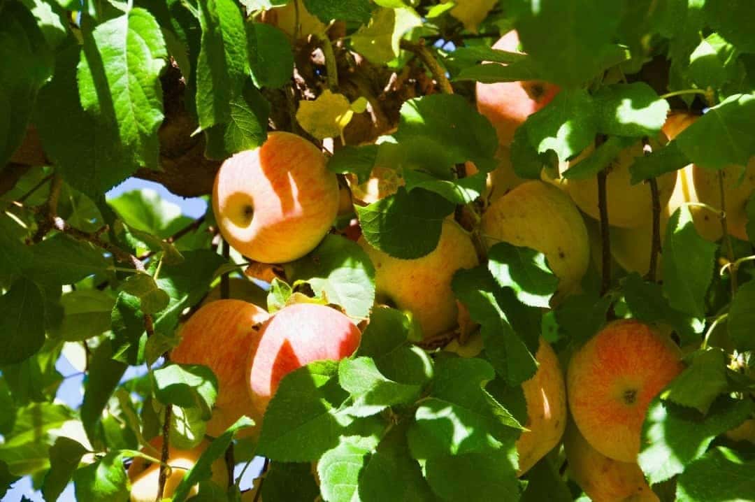 apple orchards in apple hill ca