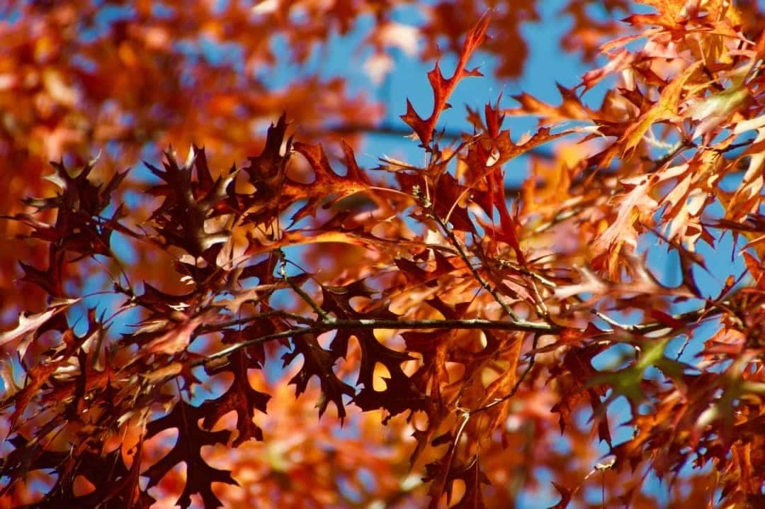 el_dorado_county_fall