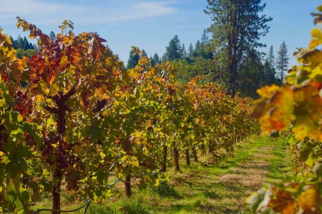 wineries in apple hill california near placerville