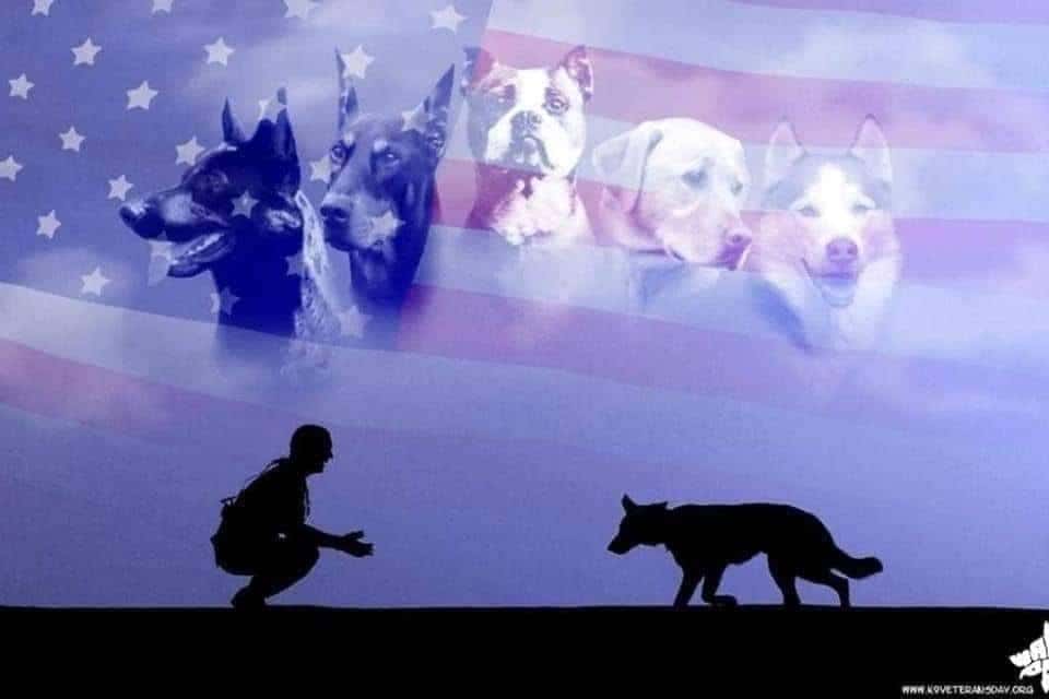 vetdogflag