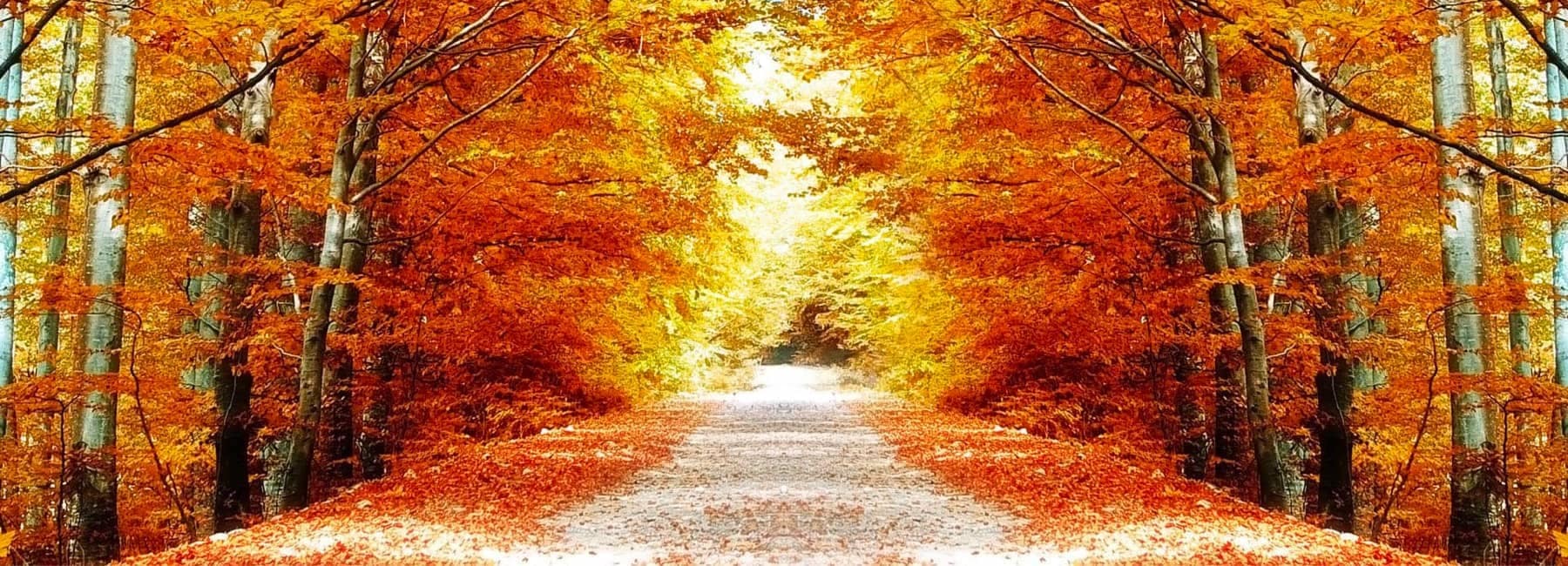 An empty road in fall