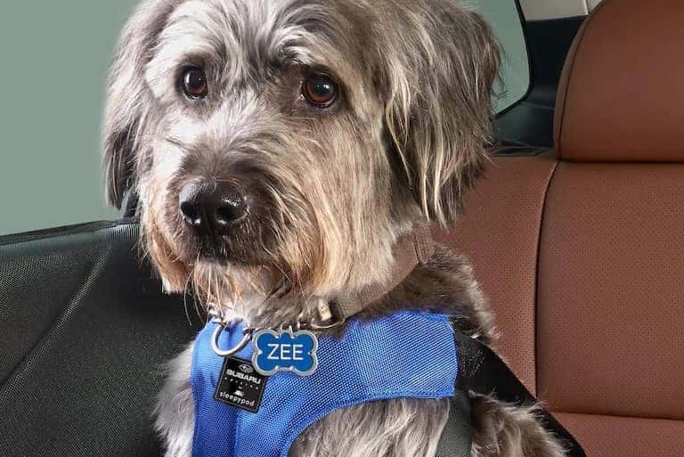 Pet Harness