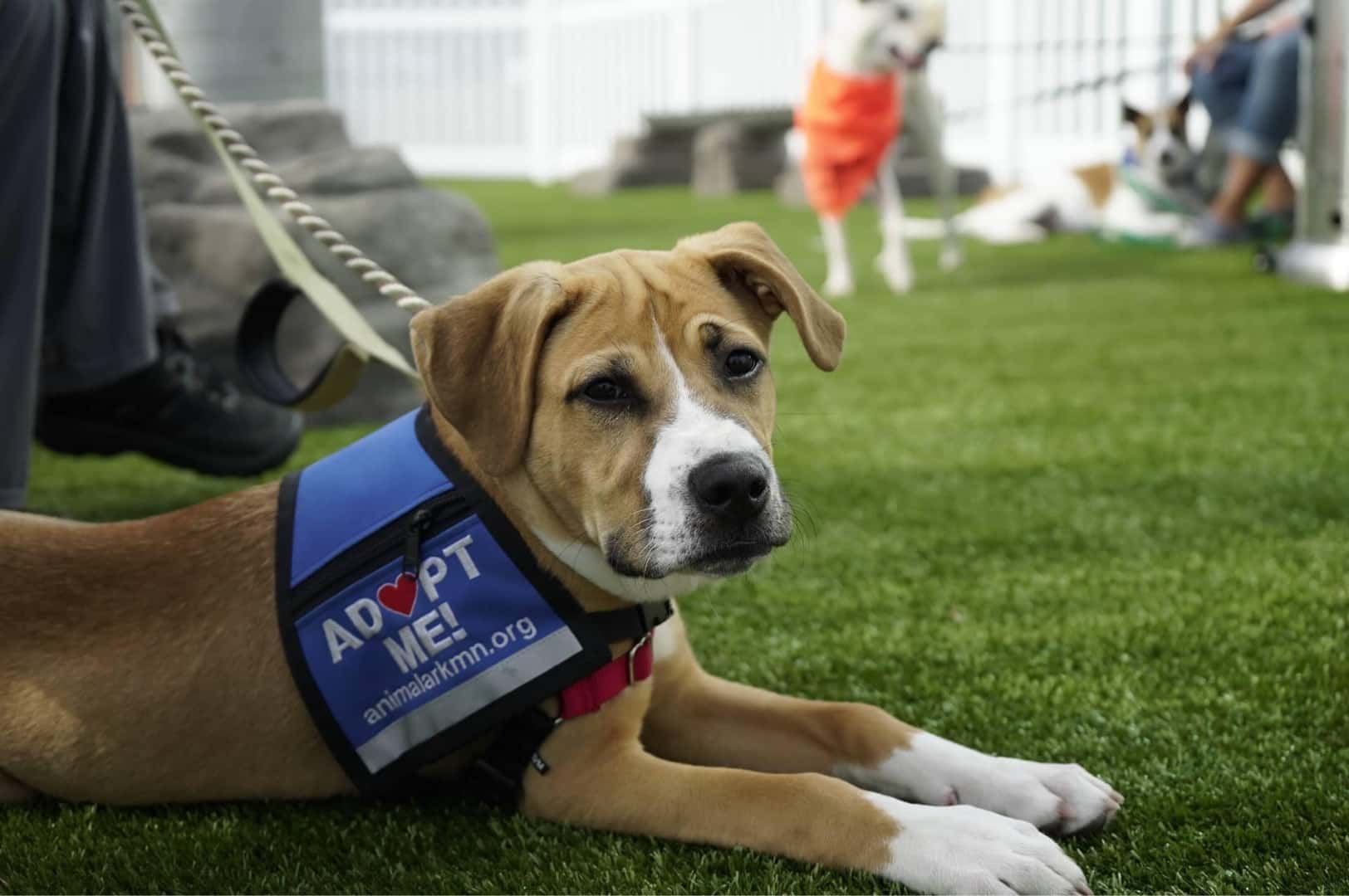 Dog Park Gallery 07