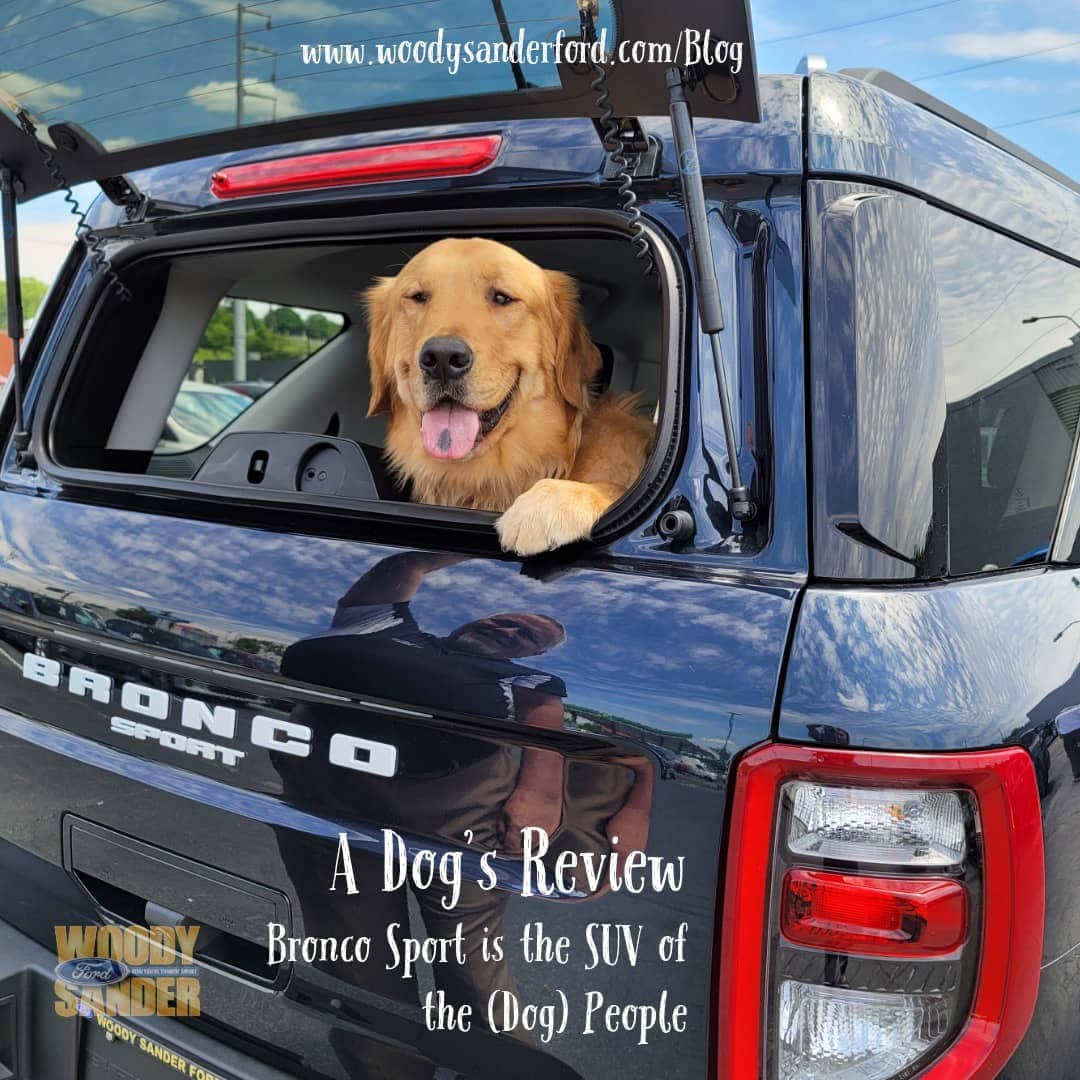 A Dogs Review 1